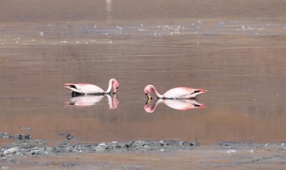 Parte 4 - 38 - Tour Uyuni Flamingos