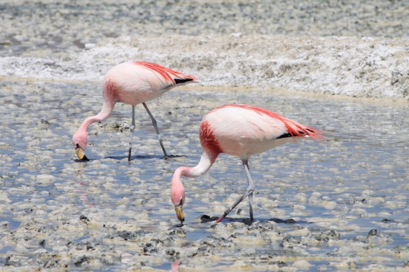 Parte 4 - 39 - Tour Uyuni Flamingos