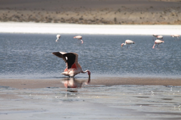 Parte 4 - 40 - Tour Uyuni Flamingos