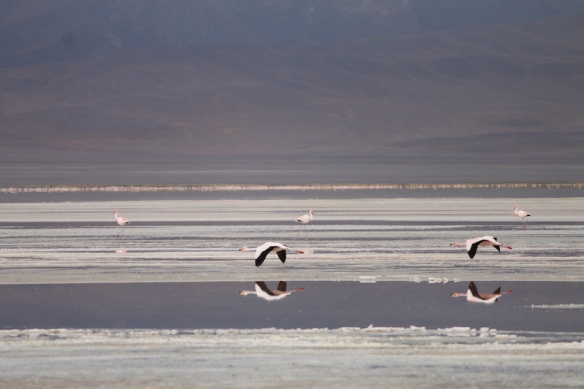 Parte 4 - 41 - Tour Uyuni Flamingos